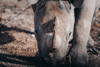 Mushara Game Drive: Nashorn