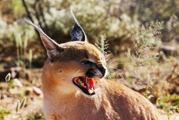 Naankuse Lodge: Karakal