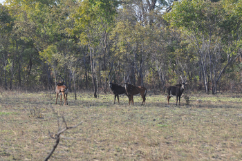 Nanzhila Plains Camp: Rappenantilopen