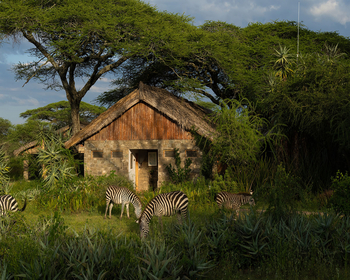 Ndutu Safari Lodge: Zebras im Camp