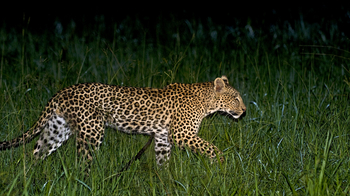 Ntemwa Busanga Bushcamp Ntemwa Busanga Bushcamp: Leopard im Dunkeln