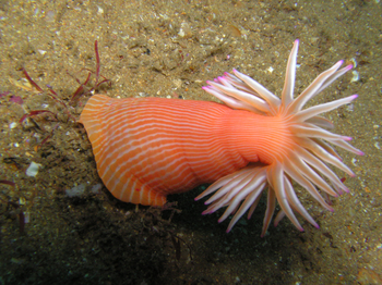 Nuarro Lodge: Seeanemone