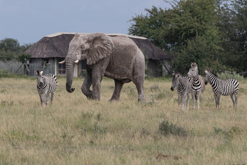 Nxai Pan Camp: Zebras und Elefanten vor einem Chalet