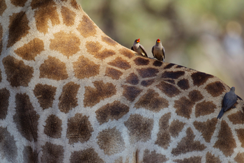 Okuti Camp: Oxpecker und Giraffenfell