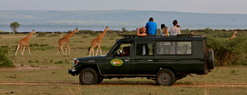 Paraa Safari Lodge: Giraffen