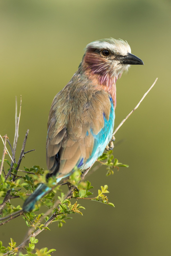 Roho ya Selous Camp: Gabelracke