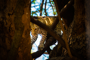 Roots and Journeys: Junger Leopard im Baum