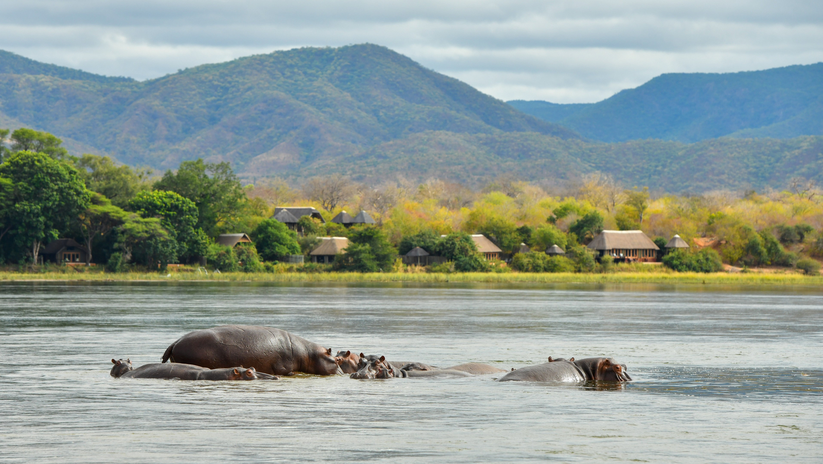 Royal Zambezi Lodge Royal Zambezi Lodge: Hippos