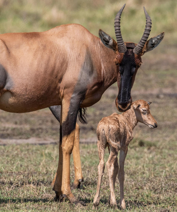 Sentinel Mara Camp: Antilope mit Jungtier