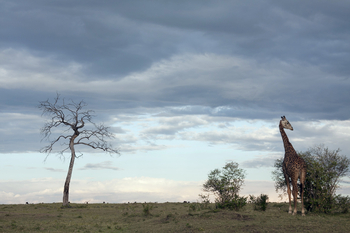 Serian Camps: Giraffe
