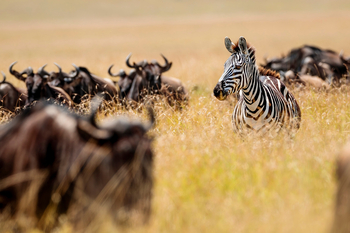 Serian Camps: Zebra und Gnus