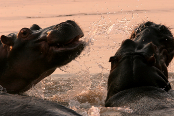 Shenton Safaris: Hippo Hide