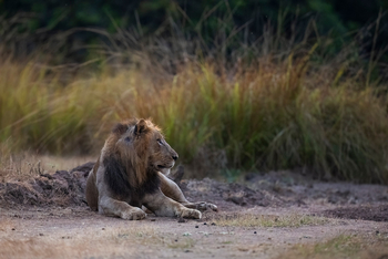 Sungani Lodge Sungani Lodge: Löwe