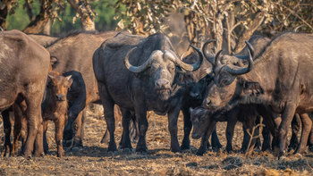 Time + Tide South Luangwa: Büffelherde