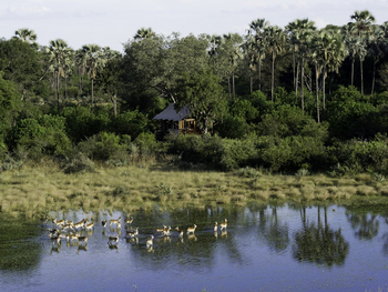 Tubu Tree Camp: Red Lechwes vor dem Camp