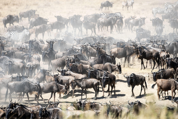 Wilderness Usawa Serengeti Camp: Zebras und Gnus am Mara River