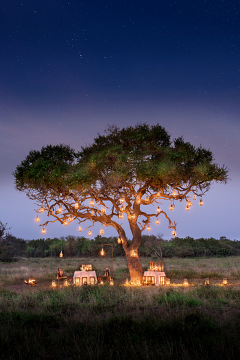 andBeyond Phinda Rock Lodge: Magisches Busch-Dinner unter Laternenbaum