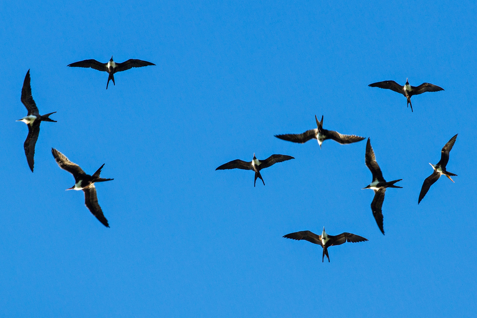 Alphonse Island Lodge Alphonse Island Lodge: Fregattvögel