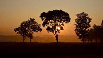Bagh Villas: Sonnenaufgang in Kanha
