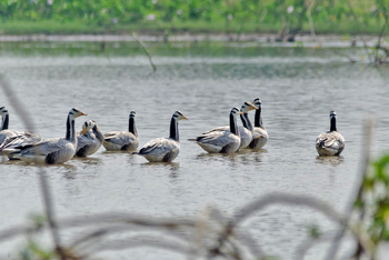 Bamboo Forest Safari Lodge: Bar-headed Geese