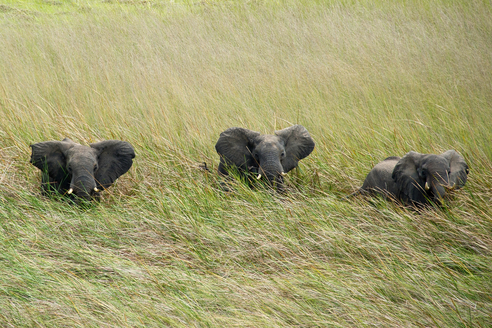 Busanga Bush Camp Busanga Bush Camp: Elefanten im Sumpf