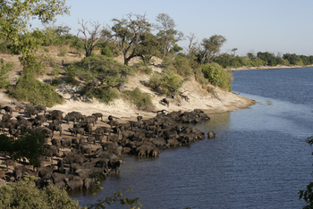 Chobe Elephant Camp: Büffelherde