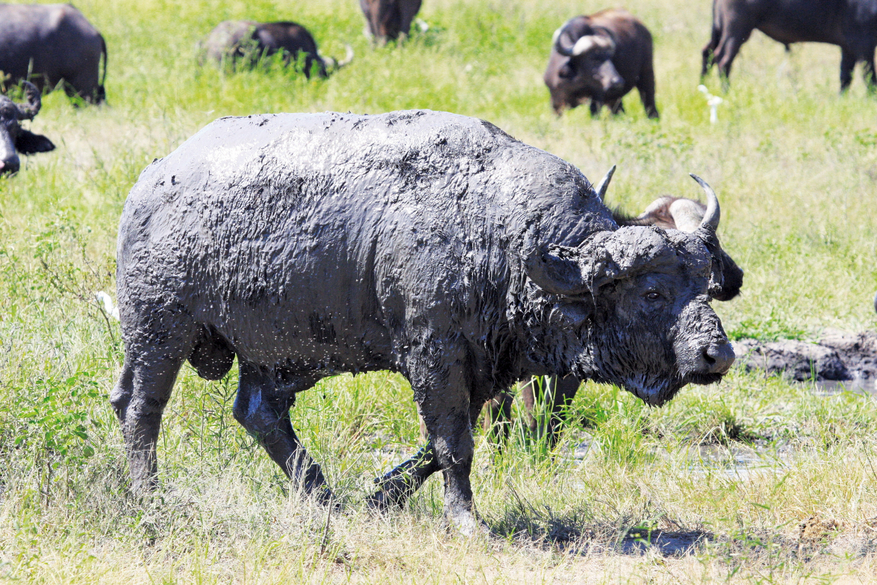 Chobe Game Lodge