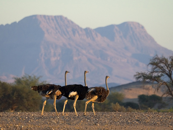 Damaraland Camp: Straußenhähne