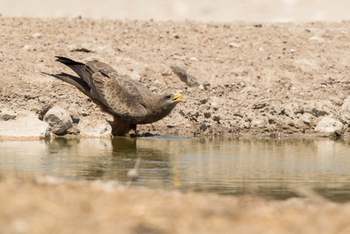 Dinaka Lodge: Yellow-billed Kite