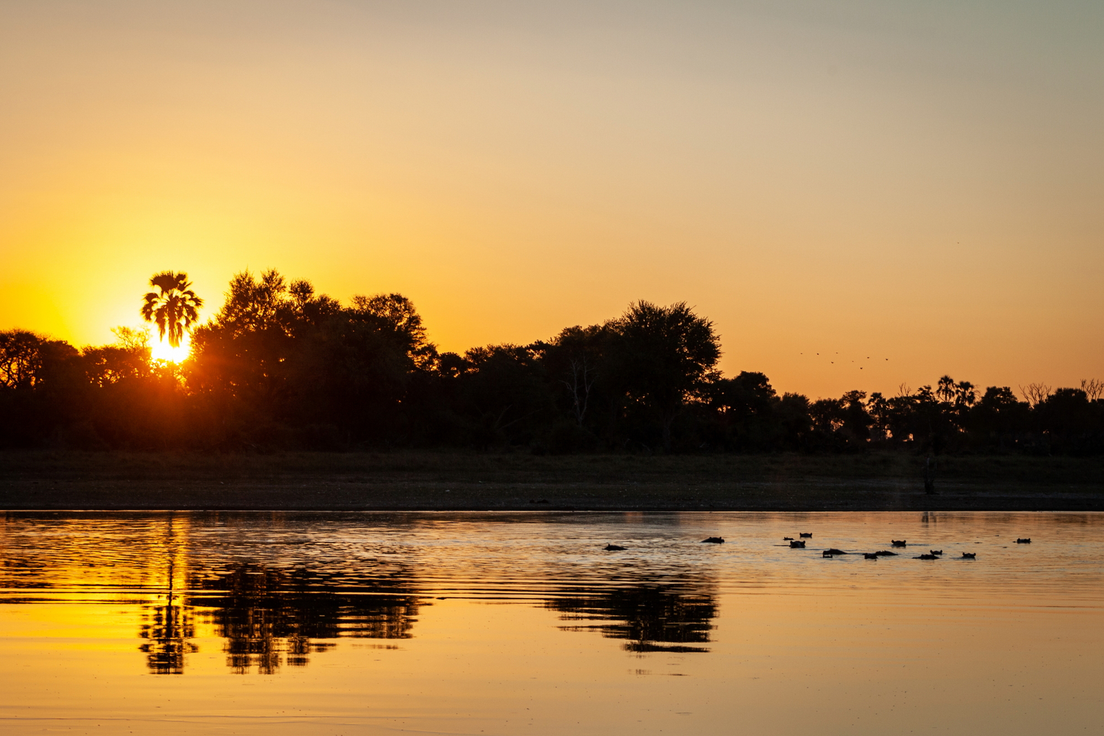 Gomoti Plains Camp Gomoti Plains Camp: Tiere und Landschaft