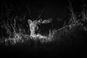 Gomoti Plains Camp: Tiere und Landschaft