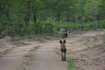 Kafunta River Lodge: Radfahrer und Wildhund