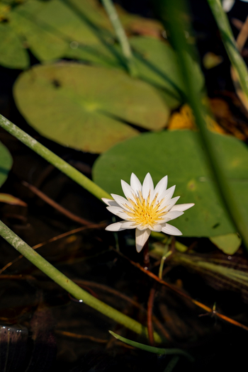 Karangoma Camp: Seerose