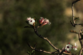 Kisima Ngeda Camp: Blütenstrauch