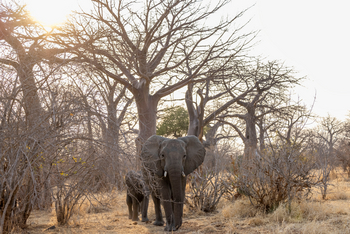 Kokoko Camp: Zwei Elefanten