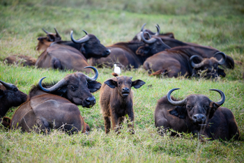 Koroi Forest Camp: Kaffernbüffel