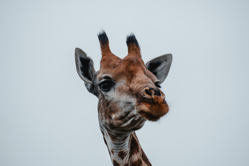 Kwandwe Private Game Reserve: Portrai