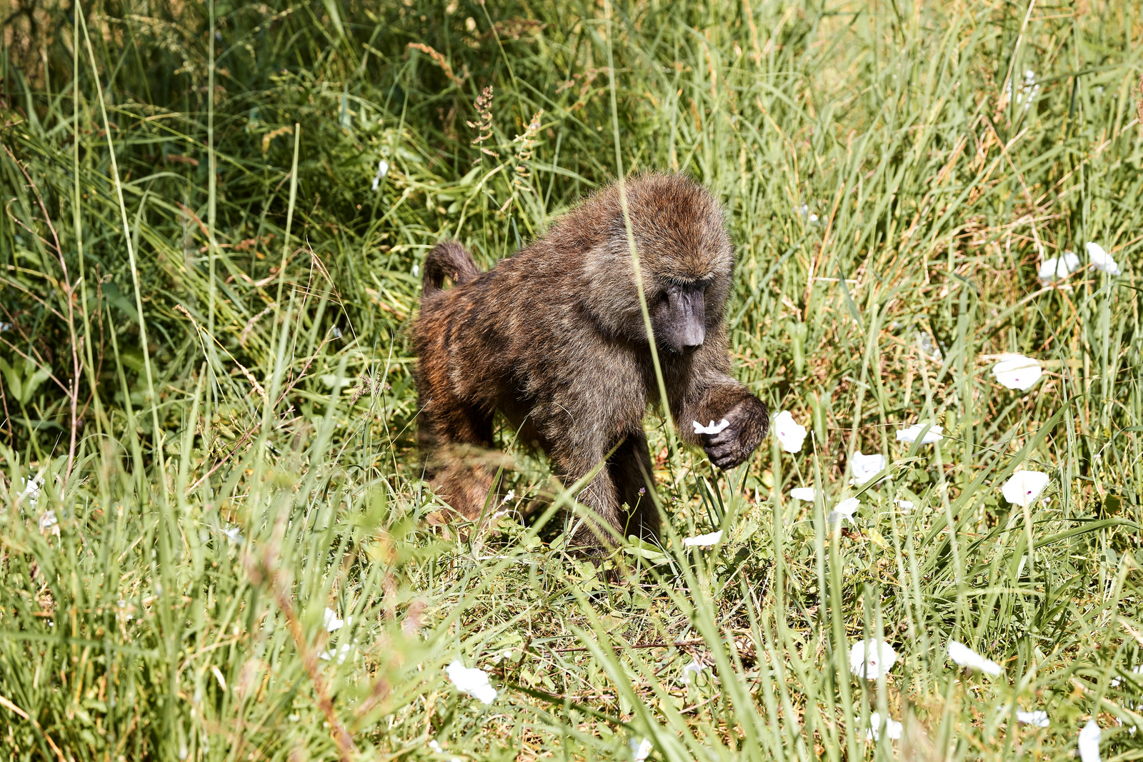 Laba Migration Camp Laba Migration Camp: Affe umgeben von Gräsern