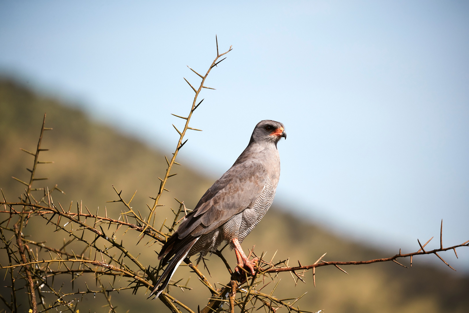 Laba Migration Camp Laba Migration Camp: Habicht auf Dornstrauch