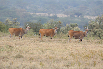 Lake Nakuru Sopa Lodge Lake Nakuru Sopa Lodge: Elandböcke