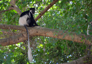 Lale's Camp: Mantelaffe