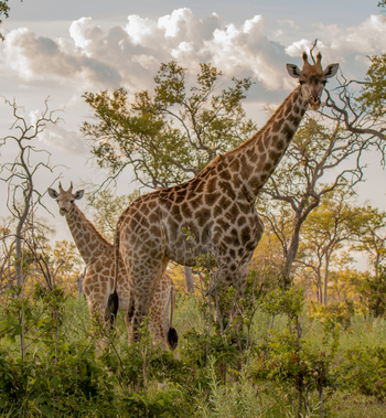 Lebala Camp Lebala Camp: Giraffen