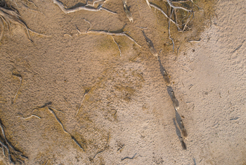 Leroo La Tau Lodge: Zebrapfade