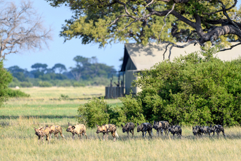 Linkwasha Camp Linkwasha Camp: Wildhundrudel