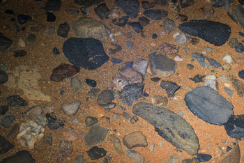 Little Kulala: Bellender Gecko guckt aus Loch im Boden