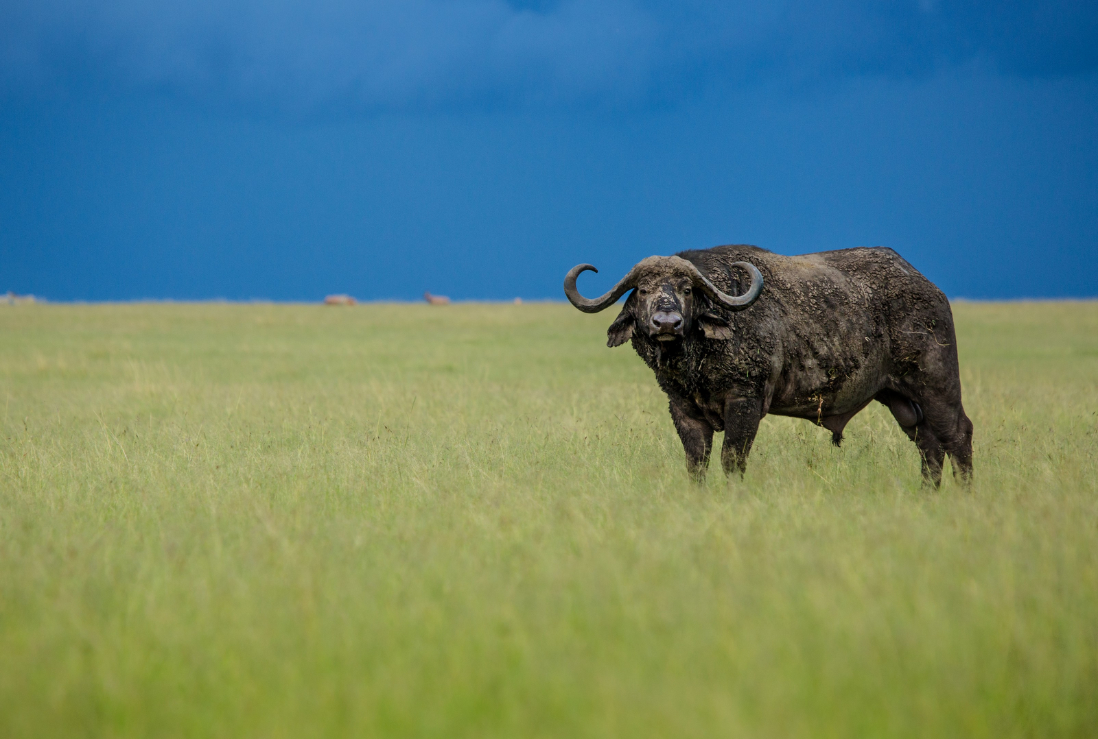 Mara Plains Camp Mara Plains Camp: Alter Büffel