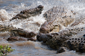 Mara Plains Camp: Krokodile im Mara River