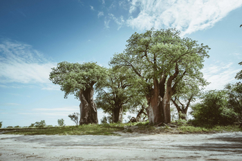 Migration Expeditions Camp Migration Expeditions Camp: Baines Baobabs