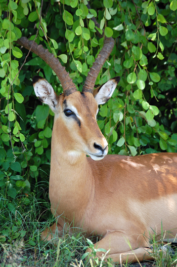 Muchenje Safari Lodge: Impala