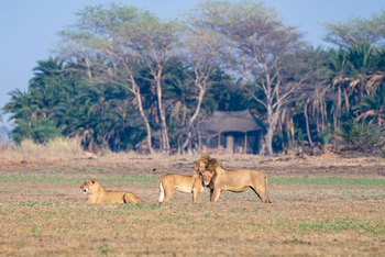 Mukambi Busanga Plains Camp: Löwen vor dem Camp